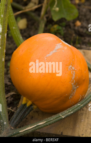 Kürbis 'F1 Sunny"mit der Frucht erhöht über dem Boden auf einem Holzblock, um Fäulnis zu verhindern. South Yorkshire, England. Stockfoto