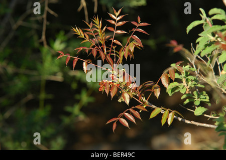 Israel, rot bellte Erdbeerbaum (Arbutus Andrachne) Stockfoto