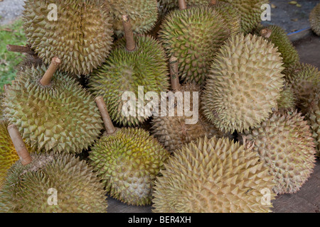 Durian-Früchte, Durio Zibethinus zum Verkauf an den Straßenrand, Malaysia Stockfoto