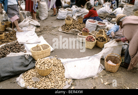 Viele Sorten von verschiedenen Kartoffeln auf Boden in den Stapel und in kleine Säcke.  Ecuador Hochland lokalen Markt. Stockfoto