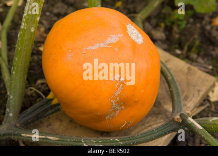 Kürbis 'F1 Sunny"mit der Frucht erhöht über dem Boden auf einem Holzblock, um Fäulnis zu verhindern. South Yorkshire, England. Stockfoto