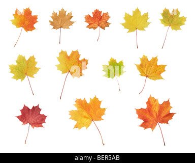 Isolierte Ahorn, das bunte Herbstlaub Stockfoto