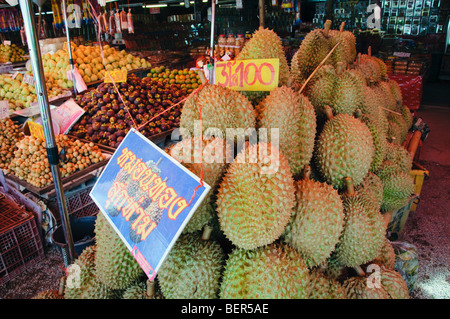 Durian-König der tropischen Frucht. Stechend süßen Pudding wie Fleisch in segmentierten Hülsen aus einer harten und stacheligen Frucht Stockfoto