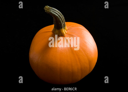 Eine einzelne orange Kürbis, 'F1 sonnigen"auf einem schwarzen Hintergrund. Stockfoto