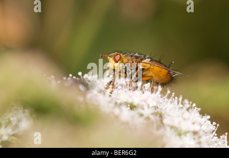 Tachinid Fly Tachina Fera Erwachsenen Fliege thront auf einer Blume Stockfoto