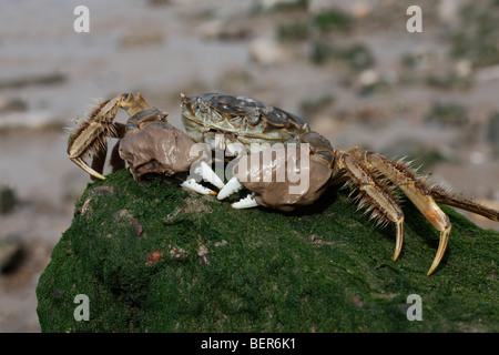 Chinesische Fäustling Krabbe, Eriocheir Sinensis, Themse, London, Oktober 2009 Stockfoto