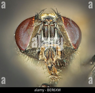 Stubenfliege (auch Stubenfliege, Stubenfliege oder gemeinsame Stubenfliege), Musca Domestica, Kopf auf Gesicht Porträt Stockfoto