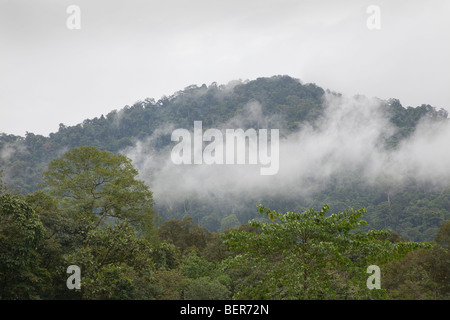 Nebligen Regenwald Dschungel Ansicht, Malaysia Stockfoto