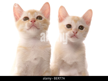 Birma Kitten Portrait im studio Stockfoto