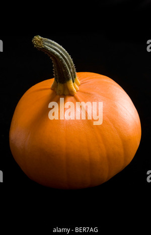 Eine einzelne orange Kürbis, 'F1 sonnigen"auf einem schwarzen Hintergrund. Stockfoto