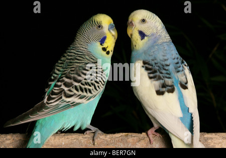 Wellensittiche Melopsittacus Undulatus Erwachsenen hocken im studio Stockfoto