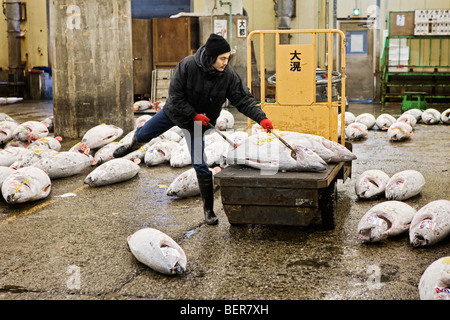 Ein Mann bereitet gefrorenen Thunfisch für Auktion im Tsukiji-Fischmarkt in Tokio Stockfoto