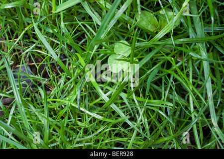 Nahaufnahme von Rasengras Stockfoto