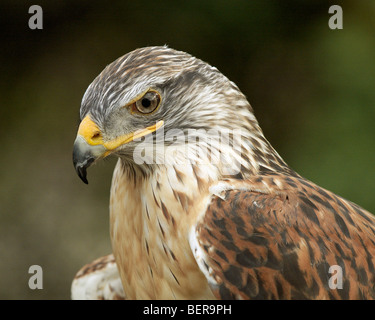 Porträt von nicht lösbaren gefangen eisenhaltiger Falke (Buteo Regalis) an der Universität von Kalifornien Davis Veterinary medical School. Stockfoto