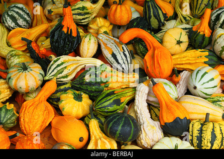 Grün gelb orange-weiße Kürbisse Stockfoto