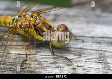 Gemeinsamen Darter, Sympetrum Striolatum Nahaufnahme von Erwachsenen Insekt in Ruhe Stockfoto
