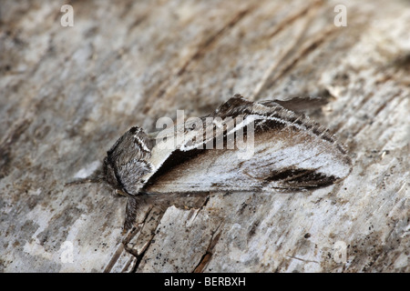 Geringerem schlucken prominente Motte, Pheosia gnoma Stockfoto