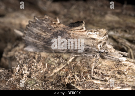 Blasse Prominente, Pterostoma Palpina, Motte ähnelt ein Stück trockenes morsches Holz. Stockfoto