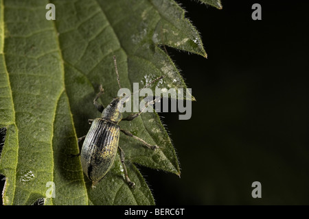 Brennnessel Blatt Rüsselkäfer, Phyllobius pomaceus Stockfoto