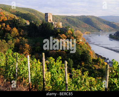 Rhein Tal Schloss Burg Gutenfels mit Weinbergen, Deutschland Stockfoto