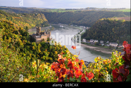 Burg Katz, Weinberg im Rheintal, Deutschland Stockfoto