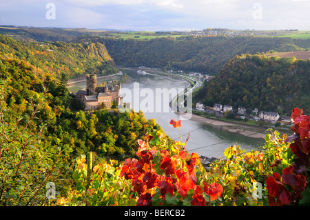 Burg Katz, Weinberg im Rheintal, Deutschland Stockfoto