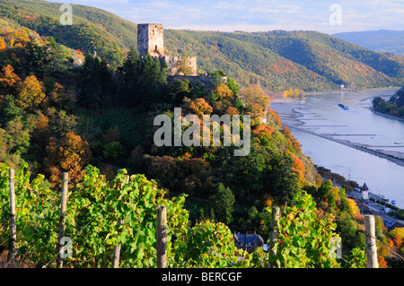 Rhein Tal Schloss Burg Gutenfels mit Weinbergen, Deutschland Stockfoto