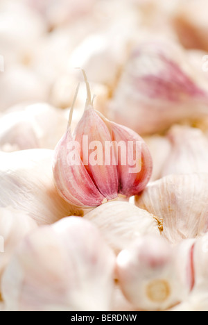 Zertifizierte Bio-frische Knoblauch Stockfoto