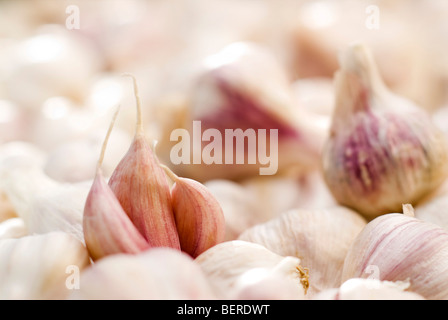 Zertifizierte Bio-frische Knoblauch Stockfoto