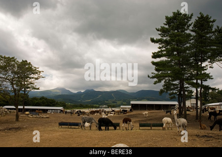 Nasu Alpaca Farm in Tochigi, Japan Stockfoto