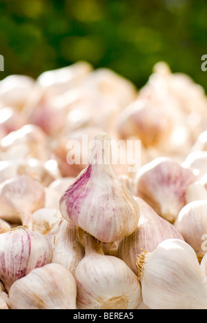 Zertifizierte Bio-frische Knoblauch Stockfoto