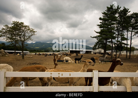 Nasu Alpaca Farm in Tochigi, Japan Stockfoto