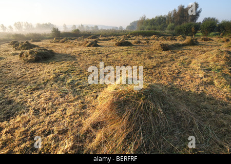 Naturpflege, drehen Heu in Hayfield im Naturschutzgebiet, Belgien Stockfoto