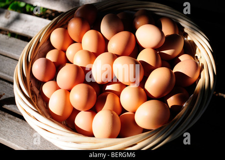 Einen Korb von Hühnereiern Stockfoto