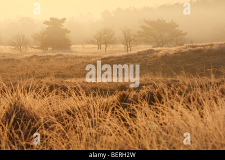 Lila moor Rasen, Föhre / Kiefer und Nebel bei Sonnenaufgang in der Kalmthoutse Heide Natur reserve, Kalmthout, Belgien Stockfoto