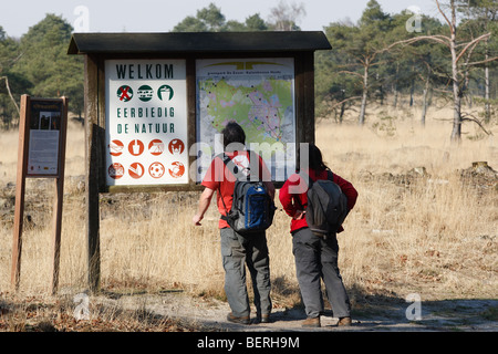 Wanderer sind lesen Info Panel im Wald, Natur reservieren Kalmthoutse Heide, Belgien Stockfoto