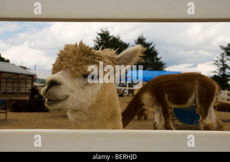 Alpaka lächelnd in Nasu Alpaca Farm in Tochigi, Japan Stockfoto