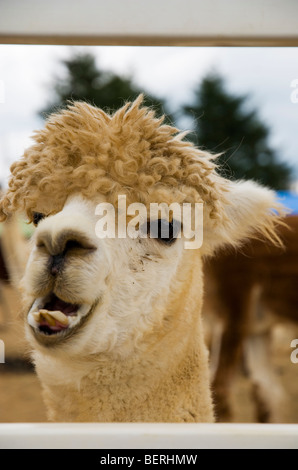 Alpaka lächelnd in Nasu Alpaca Farm in Tochigi, Japan Stockfoto