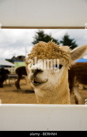 Alpaka lächelnd in Nasu Alpaca Farm in Tochigi, Japan Stockfoto