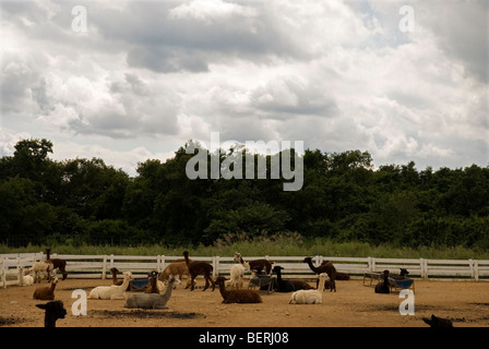 Nasu Alpaca Farm in Tochigi, Japan Stockfoto