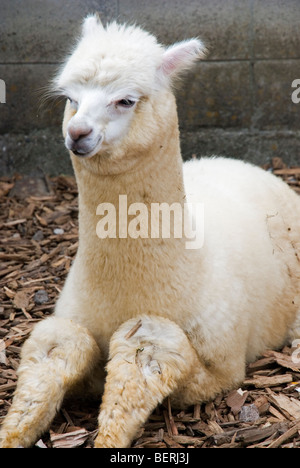 Junge Alpaka in Nasu Alpaca Farm in Tochigi, Japan Stockfoto