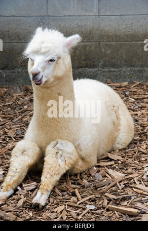 Junge Alpaka in Nasu Alpaca Farm in Tochigi, Japan Stockfoto