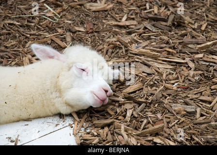 Junge Alpaka schlafen in Nasu Alpaca Farm in Tochigi, Japan Stockfoto