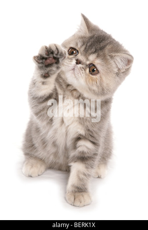 Silber Tabby exotic Shorthair Kitten Portrait im studio Stockfoto