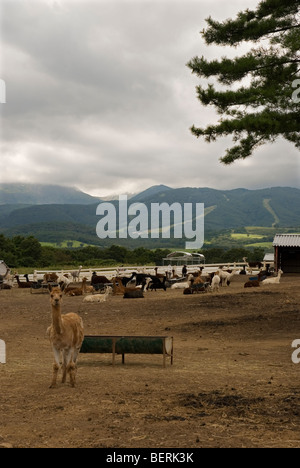 Nasu Alpaca Farm in Tochigi, Japan Stockfoto