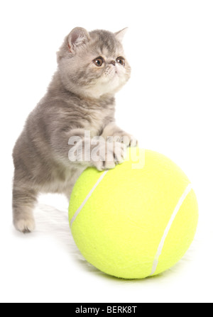 exotisch Kurzhaar Kätzchen mit Tennisball Portrait im studio Stockfoto