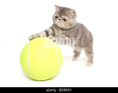 exotisch Kurzhaar Kätzchen mit Tennisball Portrait im studio Stockfoto