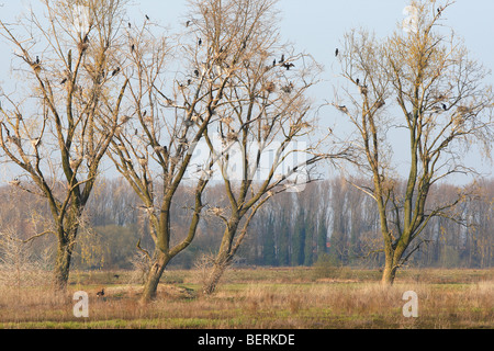 Weiden (Salix Sp.) mit Kolonie von gemeinsamen Kormorane (Phalacrocorax Carbo) in Bourgoyen-Ossemeersen, Belgien Stockfoto