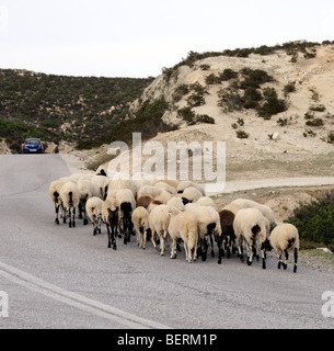 Schafherde auf einer Autobahn in Kalamitsi in Sithonia Region Nord-Griechenland Stockfoto