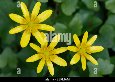 Kleinen Schöllkraut / Scharbockskraut (Ranunculus Ficaria Subspecies Bulbilifer / Ficaria Verna Subspecies Bulbifer) in Blüte Stockfoto